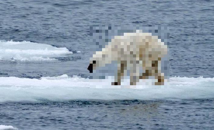 Photo Of Starving Polar Bear Brings The Future Of The Arctic Into Question (2 pics)