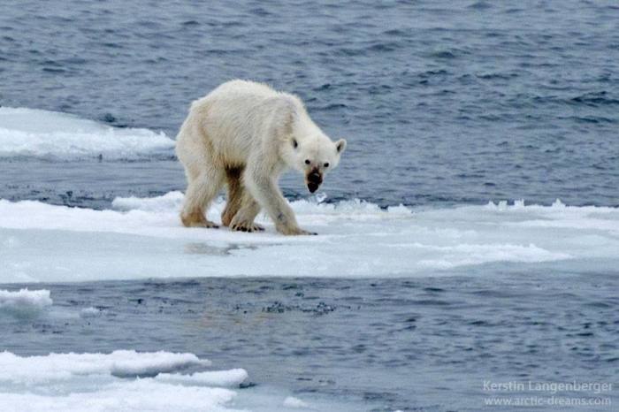 Photo Of Starving Polar Bear Brings The Future Of The Arctic Into Question (2 pics)