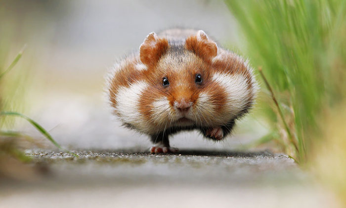 Adorable Hamsters That Are Too Cute For Words (30 pics)