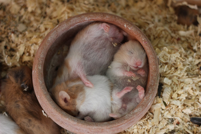 Adorable Hamsters That Are Too Cute For Words (30 pics)