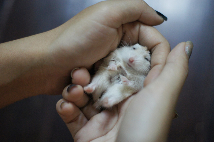 Adorable Hamsters That Are Too Cute For Words (30 pics)