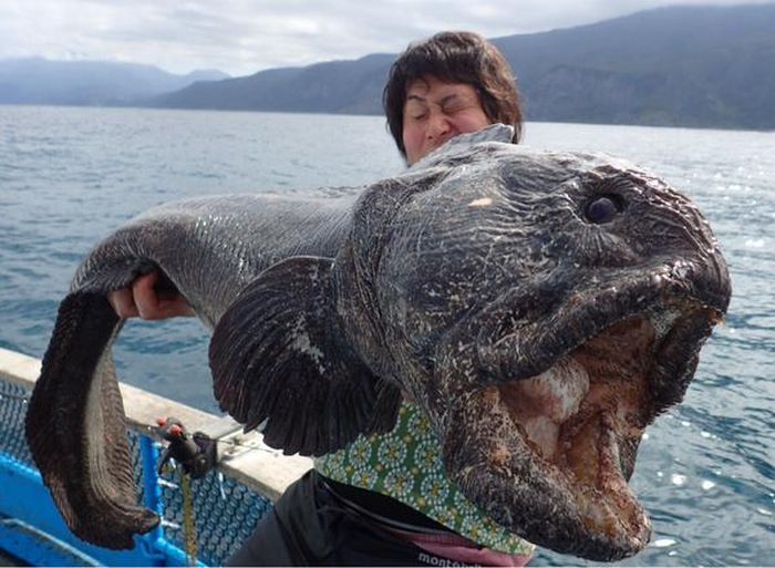 Giant Super Fish Found Near Fukushima Is Absolutely Terrifying (2 pics)