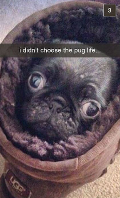 Funny Snapchat Pics That Are Perfect For Dog Lovers (15 pics)