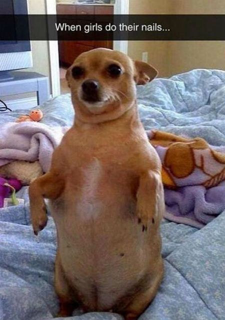 Funny Snapchat Pics That Are Perfect For Dog Lovers (15 pics)