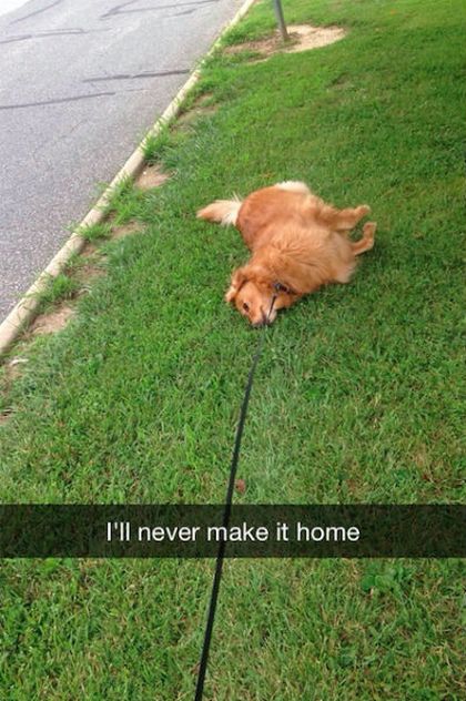 Funny Snapchat Pics That Are Perfect For Dog Lovers (15 pics)