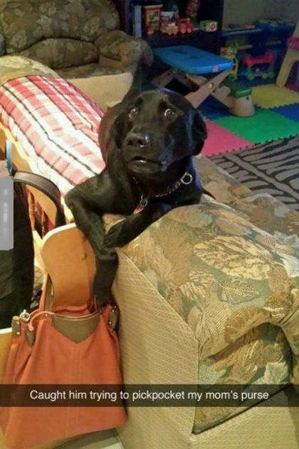 Funny Snapchat Pics That Are Perfect For Dog Lovers (15 pics)