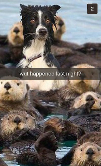 Funny Snapchat Pics That Are Perfect For Dog Lovers (15 pics)