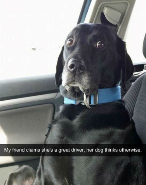 Funny Snapchat Pics That Are Perfect For Dog Lovers (15 pics)