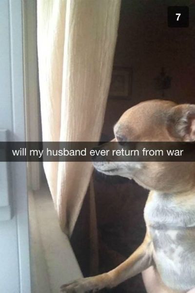 Funny Snapchat Pics That Are Perfect For Dog Lovers (15 pics)