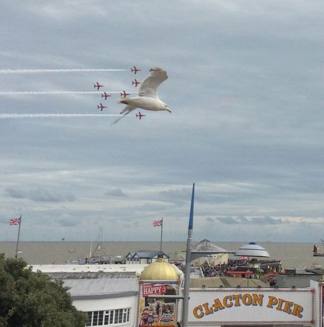 Seagull Photobombs Red Arrow Aerobatic Team (4 pics)