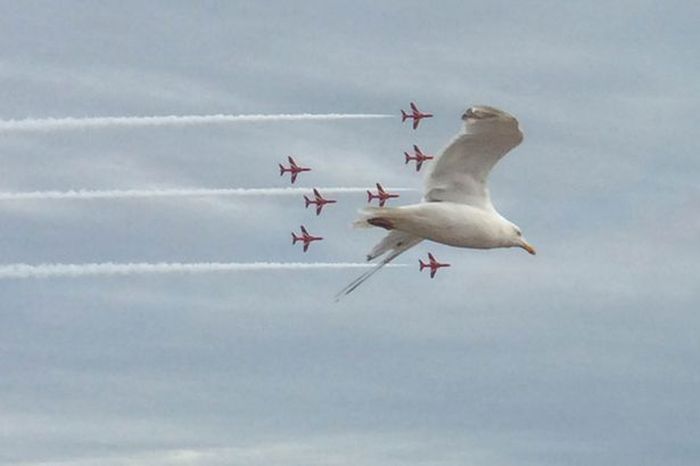 Seagull Photobombs Red Arrow Aerobatic Team (4 pics)