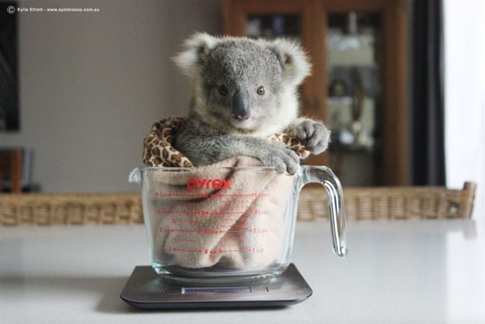 This Baby Koala Has Some Pretty Awesome Keepers (7 pics)