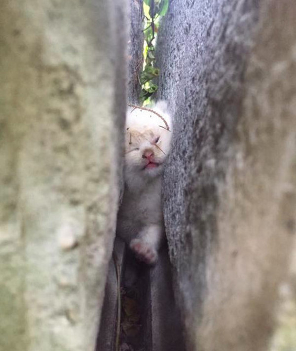 Tiny Kitten Gets Stuck Between A Rock And A Hard Place (5 pics)