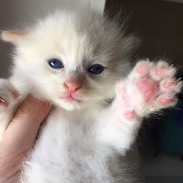 Tiny Kitten Gets Stuck Between A Rock And A Hard Place (5 pics)