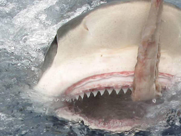 Самая сильная челюсть. Самые мощные челюсти в мире. Сила сжатия челюстей акулы.