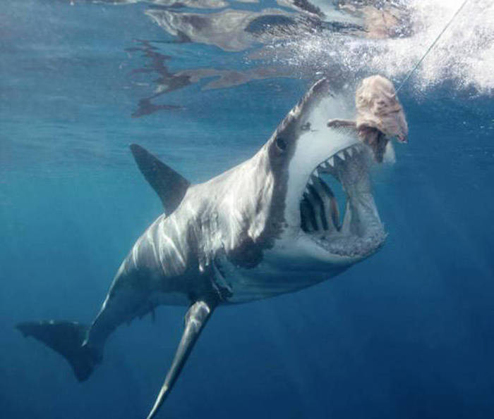 These Are The Animals That Have The Strongest Jaws (25 pics)