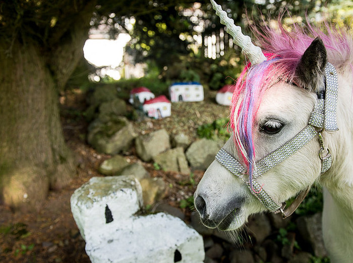 Meet The Couple That Shares Their House With A Unicorn (10 pics)