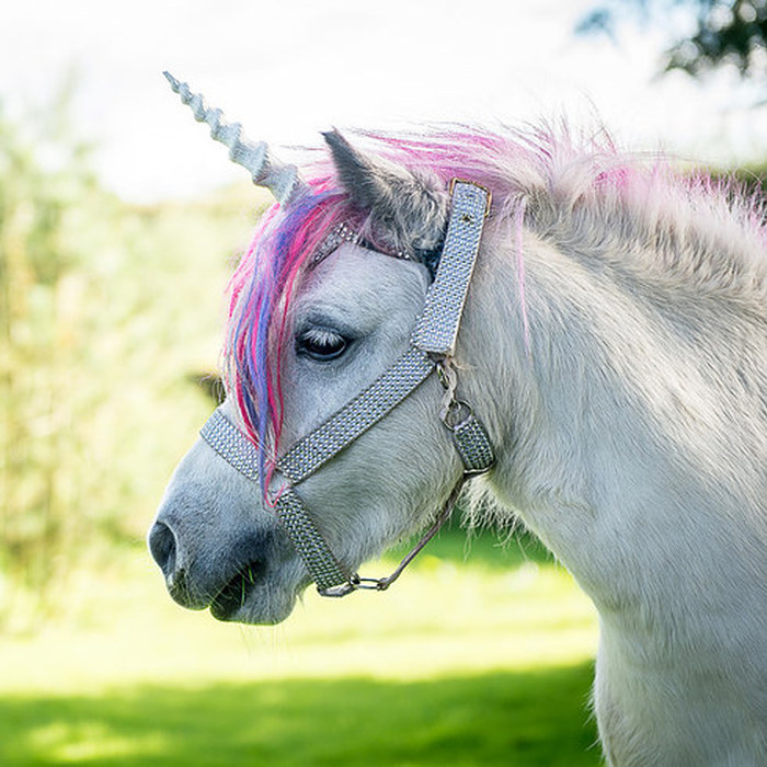 Meet The Couple That Shares Their House With A Unicorn (10 pics)