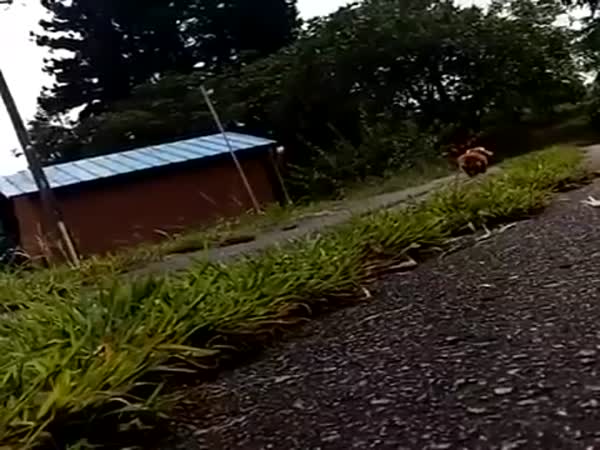 Dog’s Reaction To Owner Collapsing During Walkies. Cares As Much As A Cat