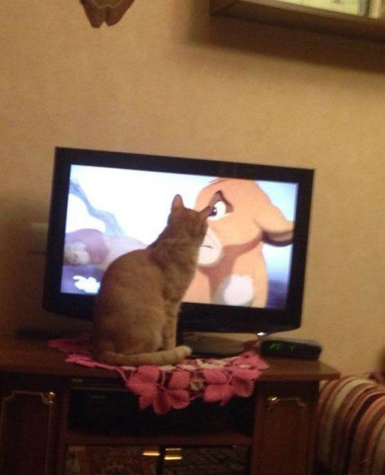 Cats Have A Tough Time Watching This Scene From The Lion King (3 pics)