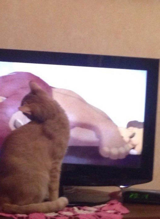Cats Have A Tough Time Watching This Scene From The Lion King (3 pics)