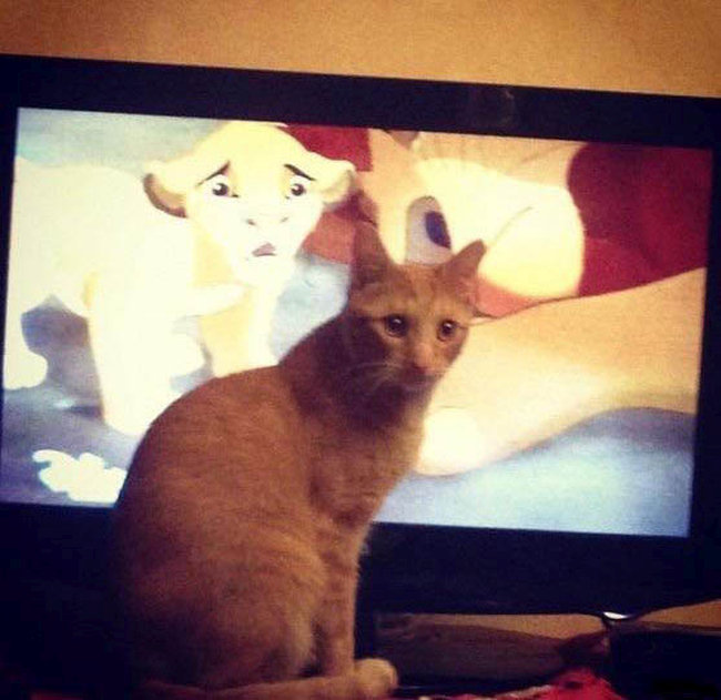 Cats Have A Tough Time Watching This Scene From The Lion King (3 pics)