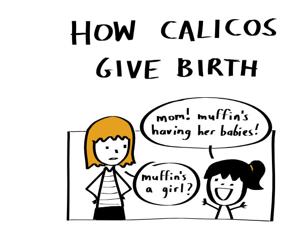 The Truth About How Calico Cats Give Birth (7 pics)