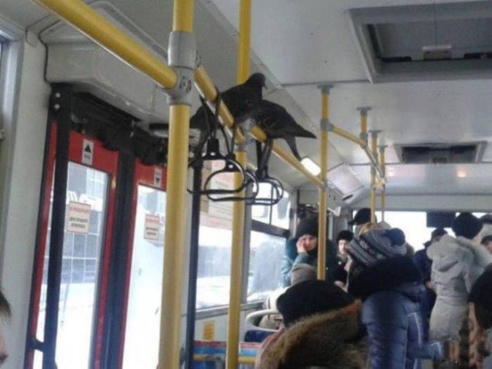 Things Are Just A Little Different In Russia (38 pics)