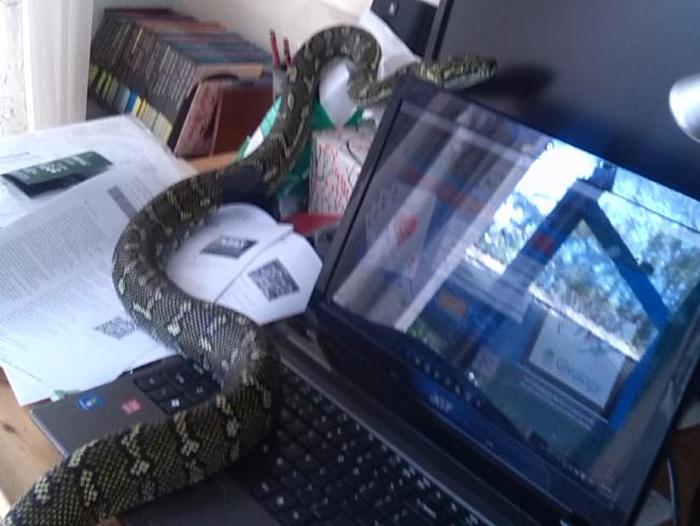 Large Snake Sneaks Into Suburban Home In Australia (2 pics)