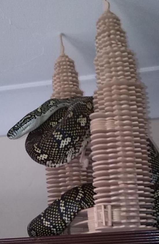 Large Snake Sneaks Into Suburban Home In Australia (2 pics)