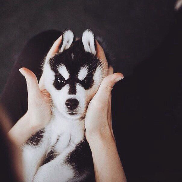 He May Be Small But This Little Husky Is Adorable (6 pics)