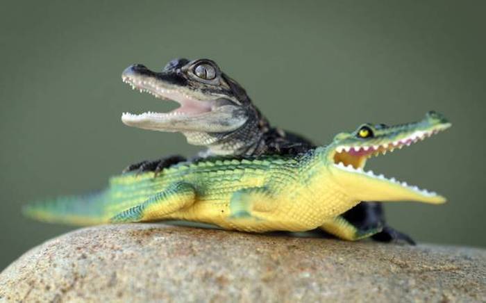 Acid Picdump (100 pics)
