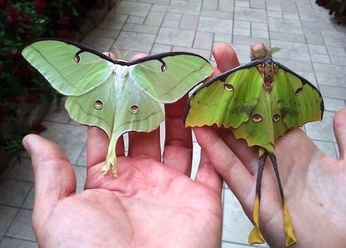 Acid Picdump (100 pics)