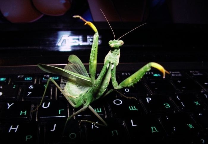 Acid Picdump (100 pics)