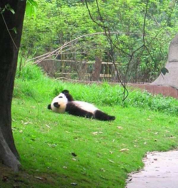 Acid Picdump (100 pics)