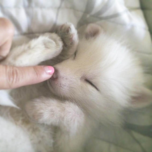 Meet The 5 Month Old Fox That's Become A House Pet (12 pics)