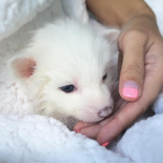Meet The 5 Month Old Fox That's Become A House Pet (12 pics)