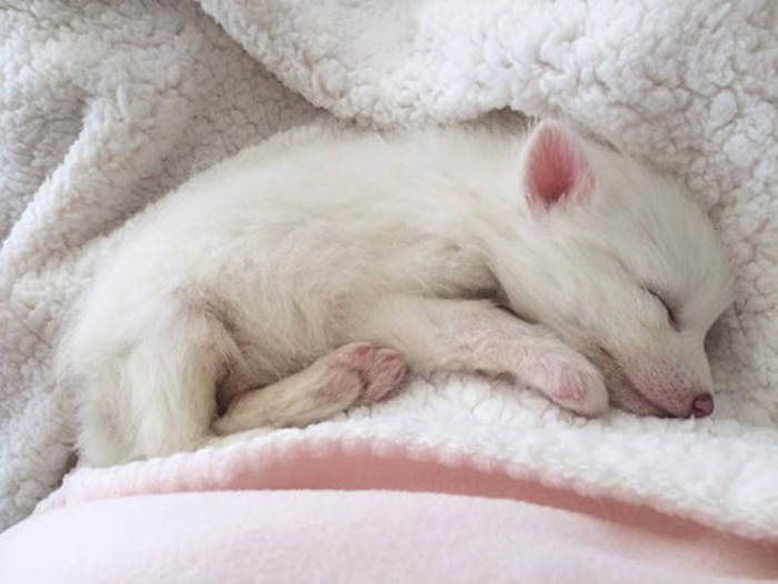 Meet The 5 Month Old Fox That's Become A House Pet (12 pics)