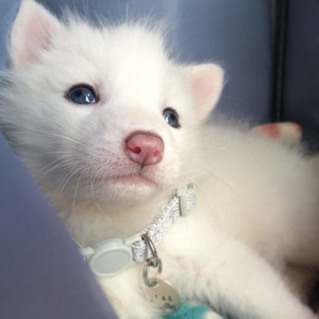 Meet The 5 Month Old Fox That's Become A House Pet (12 pics)