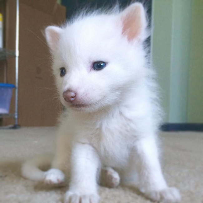 Meet The 5 Month Old Fox That's Become A House Pet (12 pics)