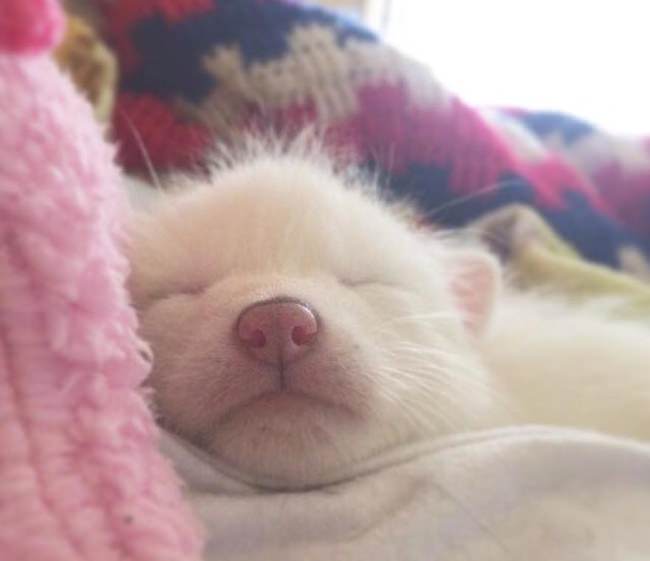 Meet The 5 Month Old Fox That's Become A House Pet (12 pics)