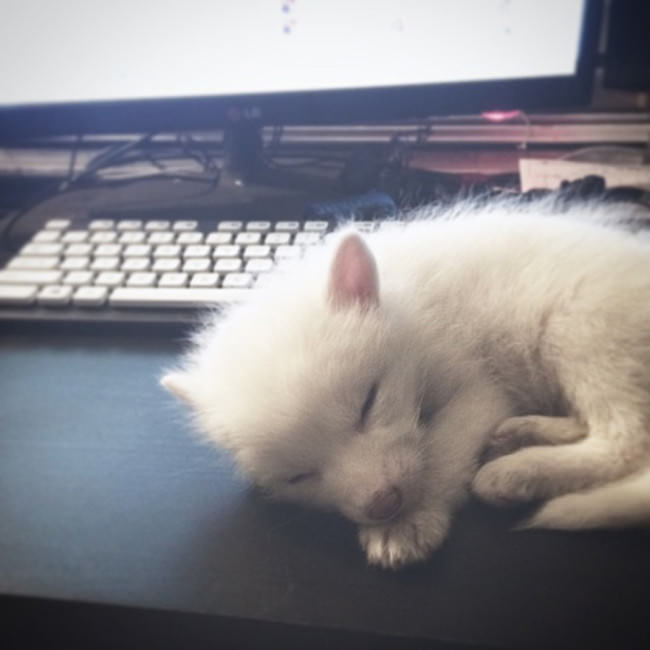 Meet The 5 Month Old Fox That's Become A House Pet (12 pics)