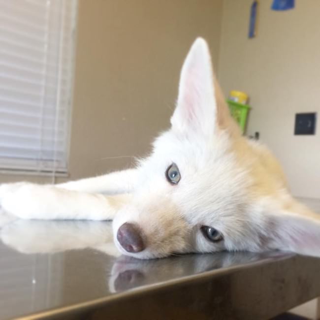 Meet The 5 Month Old Fox That's Become A House Pet (12 pics)