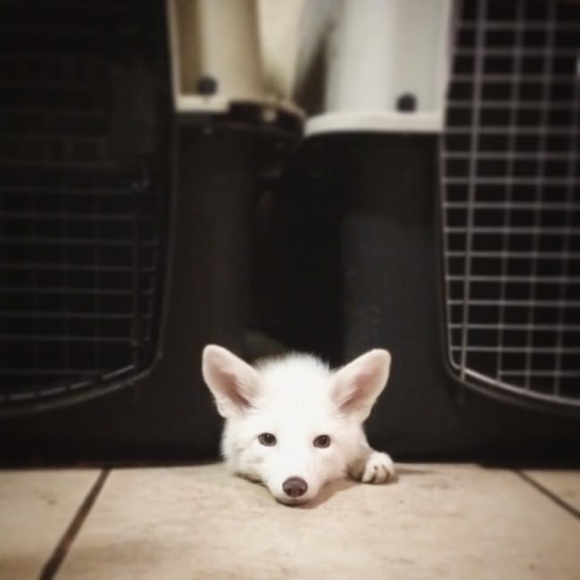 Meet The 5 Month Old Fox That's Become A House Pet (12 pics)