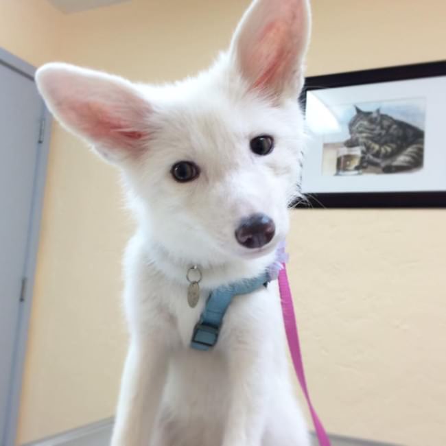 Meet The 5 Month Old Fox That's Become A House Pet (12 pics)