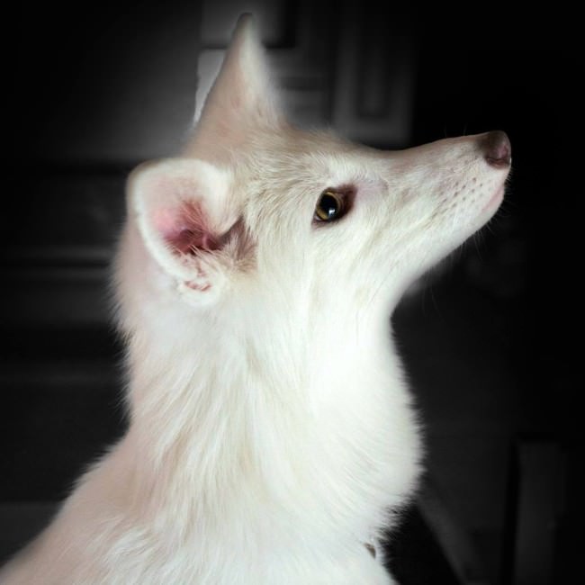 Meet The 5 Month Old Fox That's Become A House Pet (12 pics)