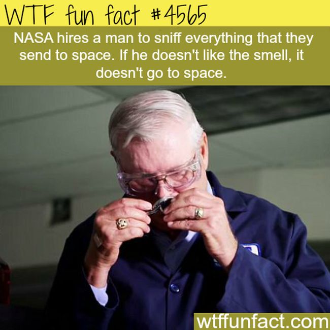 Wtf Fun Facts Funny Facts Random Facts Odd Facts Sill
