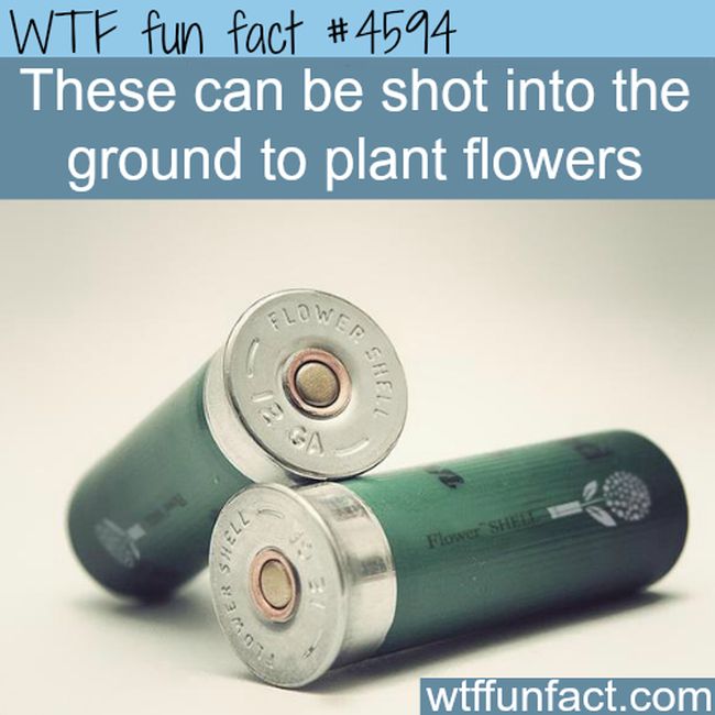 25 Fun Facts That Will Make You Say WTF (25 pics)