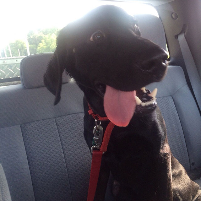 Shelter Dogs Take Their First Trip To Their Forever Home (28 pics)