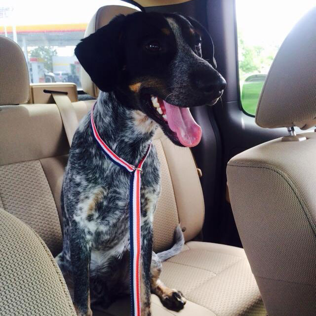 Shelter Dogs Take Their First Trip To Their Forever Home (28 pics)